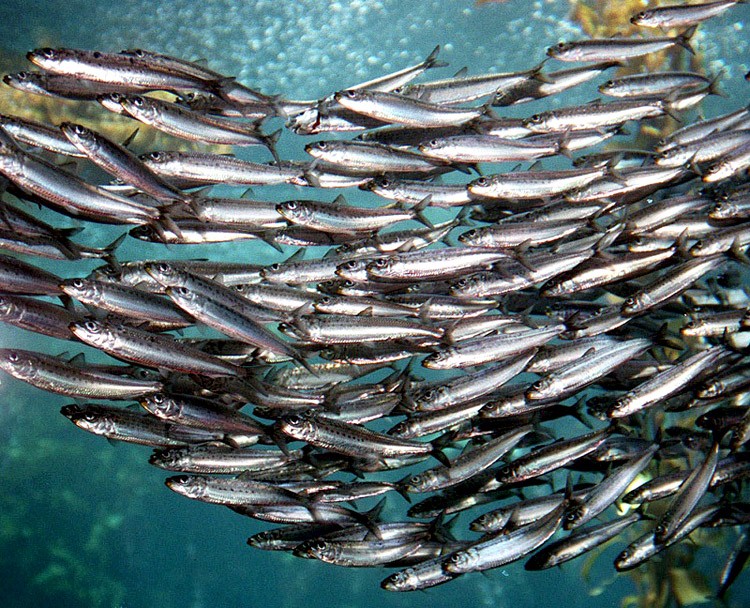 California Wetfish Group Tells Council Sardine Assessment is Badly Flawed